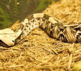 Gaboon Viper - Description, Habitat, Image, Diet, and Interesting Facts