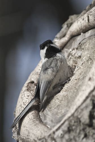 Chickadee Nesting | Blog Post: Nesting Chickadees Cute littl… | Flickr