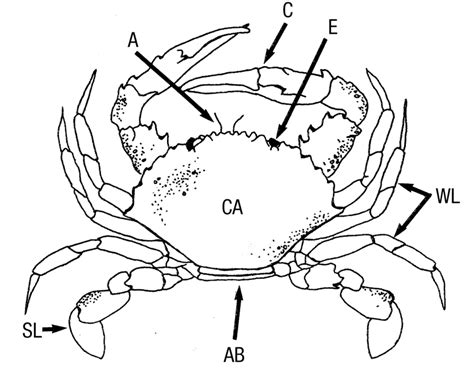 External anatomy of a crab