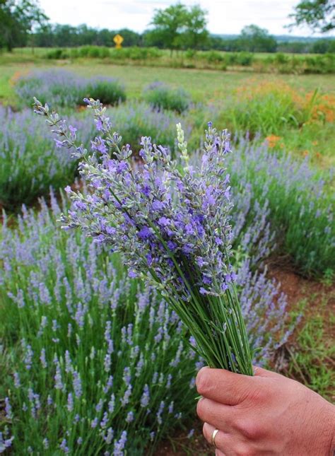 26 Lovely Culinary Lavender Varieties