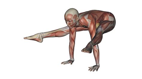 Firefly Pose - Yoga Anatomy | Om Yoga Magazine