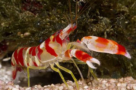 Are Pistol Shrimp Reef Safe? Top 3 Exciting Truths About Pistol Shrimp ...