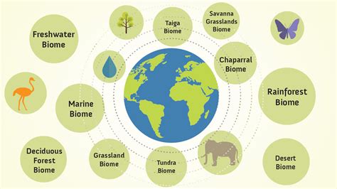 Biome Examples From Around the World | YourDictionary