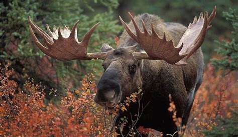 The Irish elk: when and why did this giant deer go extinct and what did ...