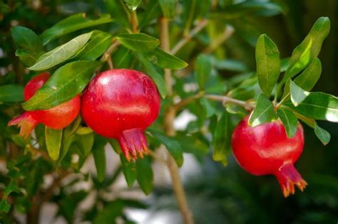 Grow Dwarf Pomegranate Indoors - Punica granatum 'Nana'