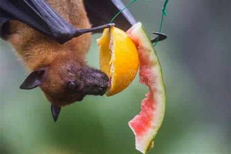 333 Bat Eating Fruit Stock Photos - Free & Royalty-Free Stock Photos ...