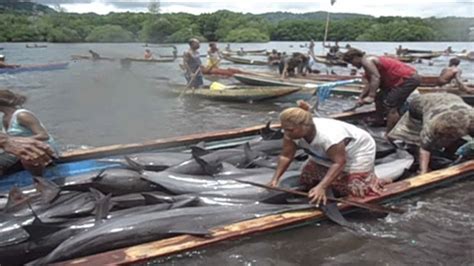 Solomon Islanders on collision course with authorities over dolphin ...