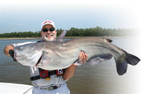 Tips for Catching Monster Catfish Near the Mississippi River - NOVA ...