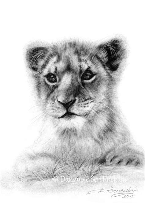 Lion Cub Drawing at PaintingValley.com | Explore collection of Lion Cub ...