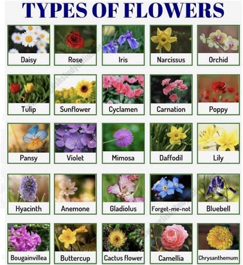 Types of flowers : r/coolguides