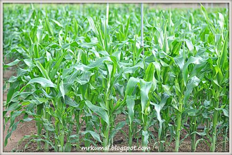 mrkumai.blogspot.com: Kebun Jagung di Cameron Highlands