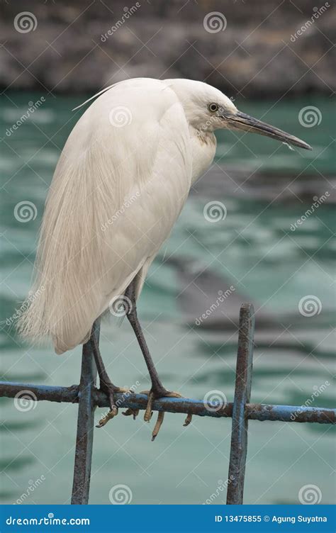 Bird perched stock image. Image of color, wild, artless - 13475855