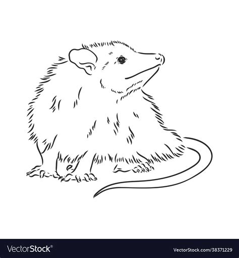 Sketch possum muzzle possum Royalty Free Vector Image