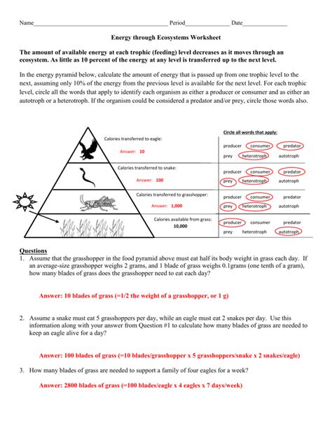 worksheet. Trophic Levels Worksheet. Worksheet Fun Worksheet Study Site