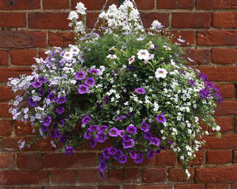 Best plants for hanging baskets Ideas with Images