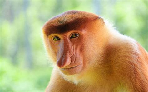 Get to know the Proboscis Monkey - Taman Safari Bali