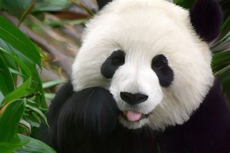 Cute Panda Wallpapers Desktop - WallpaperSafari