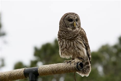 Barred Owl Identification, Facts, Diet & More