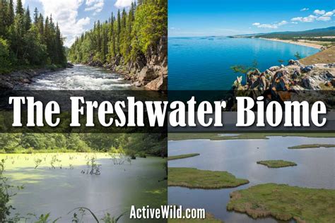 Freshwater Biome Facts: Freshwater Habitats, Animals & Plants