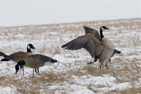 Canada Goose Decoys – Snow Goose Warehouse