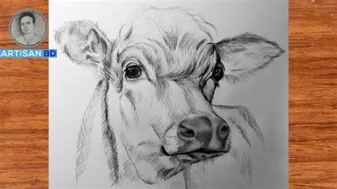 how to draw a realistic cow step by step - jefferysolon