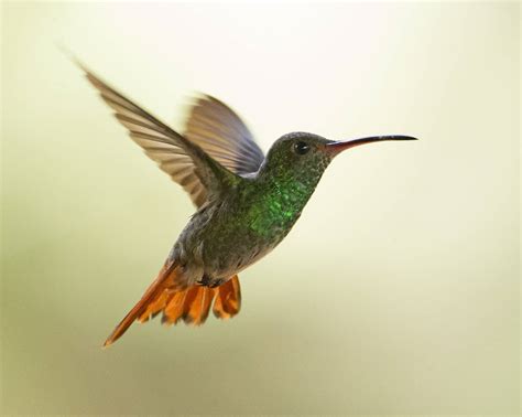 Vid of the Day: A hummingbird flying in slow-motion