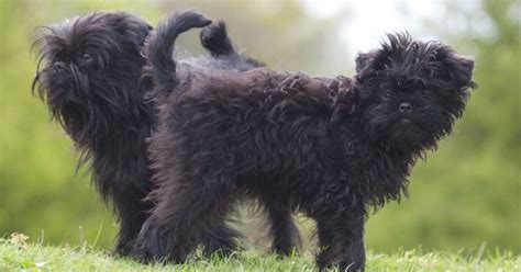 Affenpinscher, Size, Life Expectancy, Personality, Puppies, Pictures