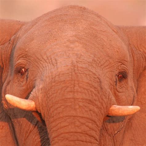 African Elephant Facts - Elephants For Africa