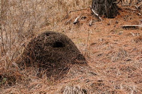 Ant hills only a portion of the nest – Naturally North Idaho