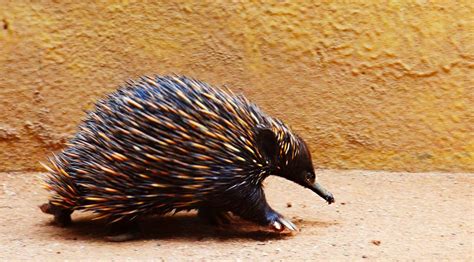 The Weird & Wild Echidna | Endangered Living