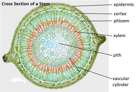 Is the pith of plants ground tissue?