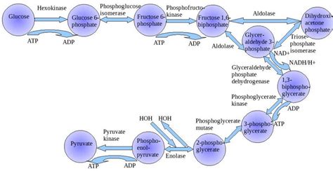 Glycolysis - Diagram, Steps, Pathway (Cycle), Products, Enzymes