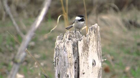 Chickadee Nesting - YouTube