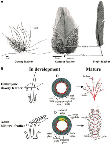 -Different types of feather in a chicken. (A) Downy feather, contour ...