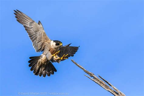 Peregrine Falcon Hunting Technique