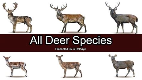 Types Of Deer