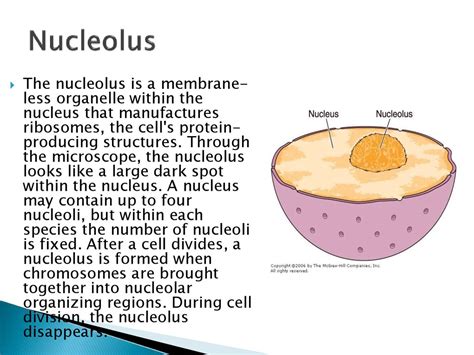 Plant Cell Nucleolus / Organelle - wikidoc / Maybe you would like to ...