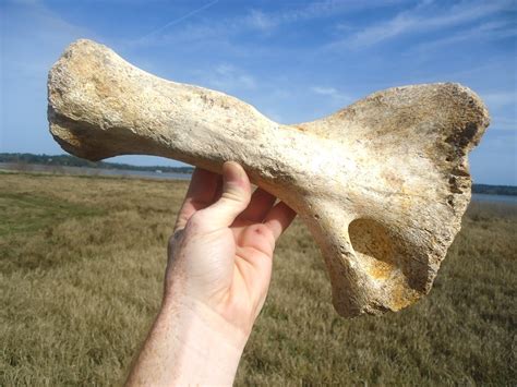 Incredible Sloth Humerus | Recently Sold | FOSSILS | Prehistoric Florida