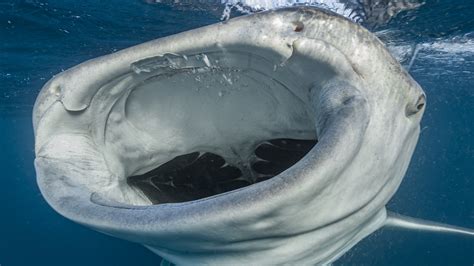 Whale Sharks Have Teeth Where You Might Not Expect Them