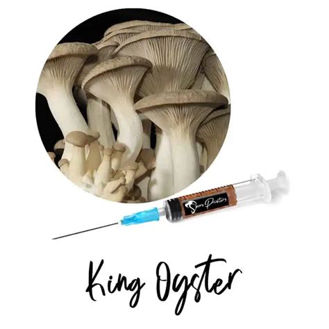 Pleurotus Eryngii Liquid Culture Syringe | King Oyster Mushrooms