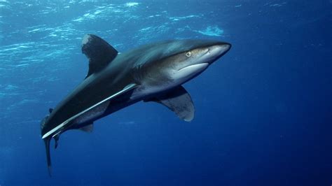 Shark behaviour, biology and conservation