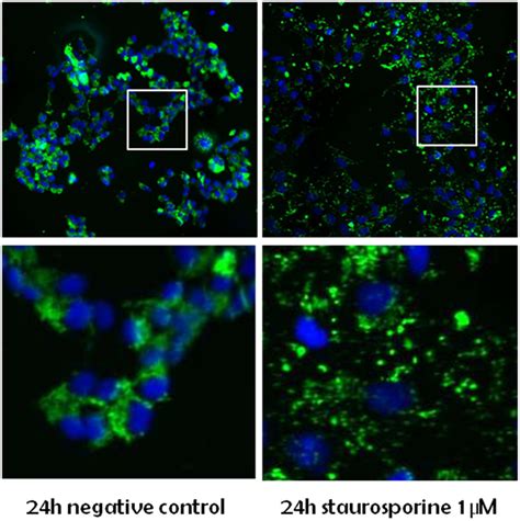 Fluorescent Cytochrome c HEK293 Cell Line - Innoprot Stable Cell Line