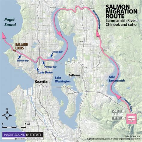 Salmon live in a topsy-turvy world upstream of the Ballard Locks ...