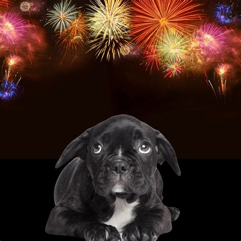 How Can I Tell If My Dog Is Scared Of Fireworks