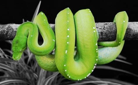 Green Tree Boa by ciaranreilly on DeviantArt