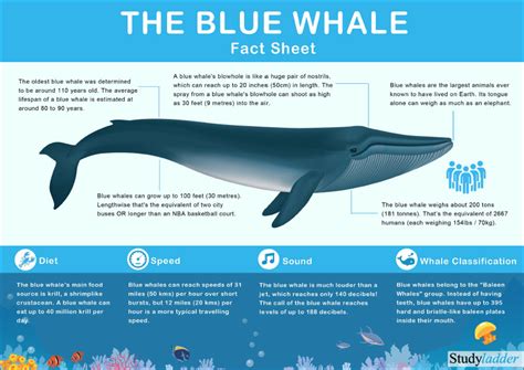 Blue Whale Facts - Studyladder Interactive Learning Games