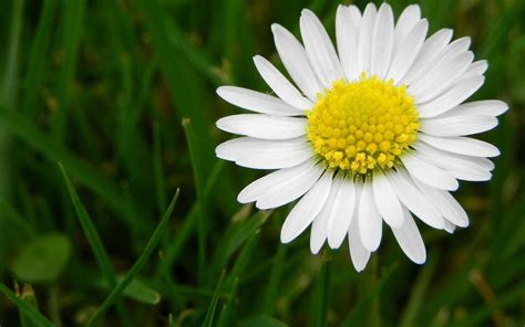 Daisy Wallpapers - Wallpaper Cave