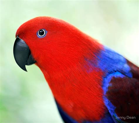 Female- Eclectus parrot | I want!!! | Pinterest