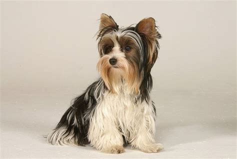 What Is A Parti Yorkie? Differences VS A Traditional Yorkie - The Goody Pet