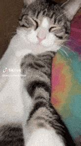 Cat Rizz GIF - Cat Rizz - Discover & Share GIFs